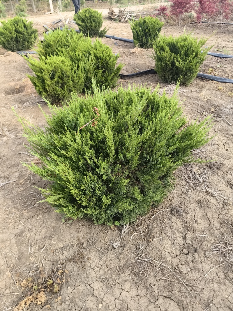 龙柏基地，杯苗地苗，色泽鲜艳，植株健壮，各种规格齐全
