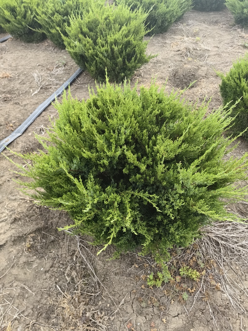 龙柏基地，杯苗地苗，色泽鲜艳，植株健壮，各种规格齐全