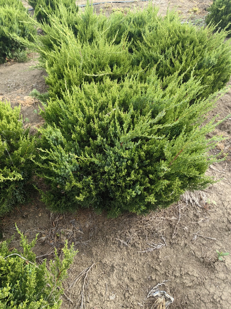 龙柏基地，杯苗地苗，色泽鲜艳，植株健壮，各种规格齐全