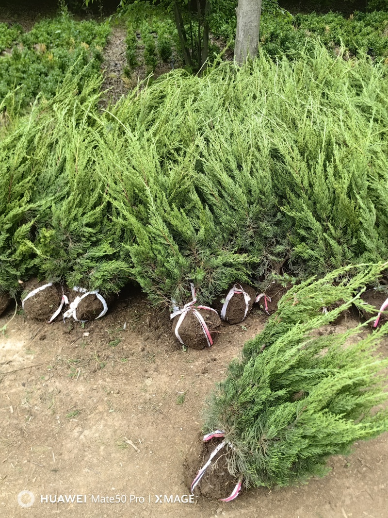 龙柏基地，杯苗地苗，色泽鲜艳，植株健壮，各种规格齐全