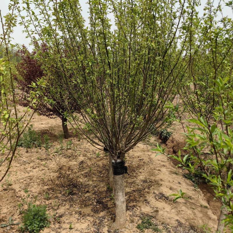 红梅基地，杯苗地苗，色泽鲜艳，植株健壮，各种规格齐全