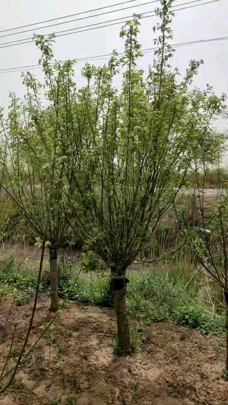 红梅基地，杯苗地苗，色泽鲜艳，植株健壮，各种规格齐全