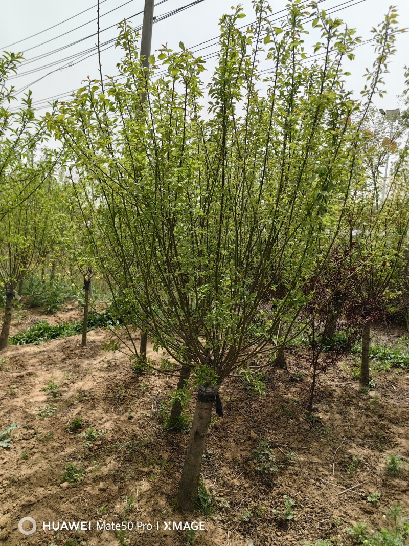 红梅基地，杯苗地苗，色泽鲜艳，植株健壮，各种规格齐全
