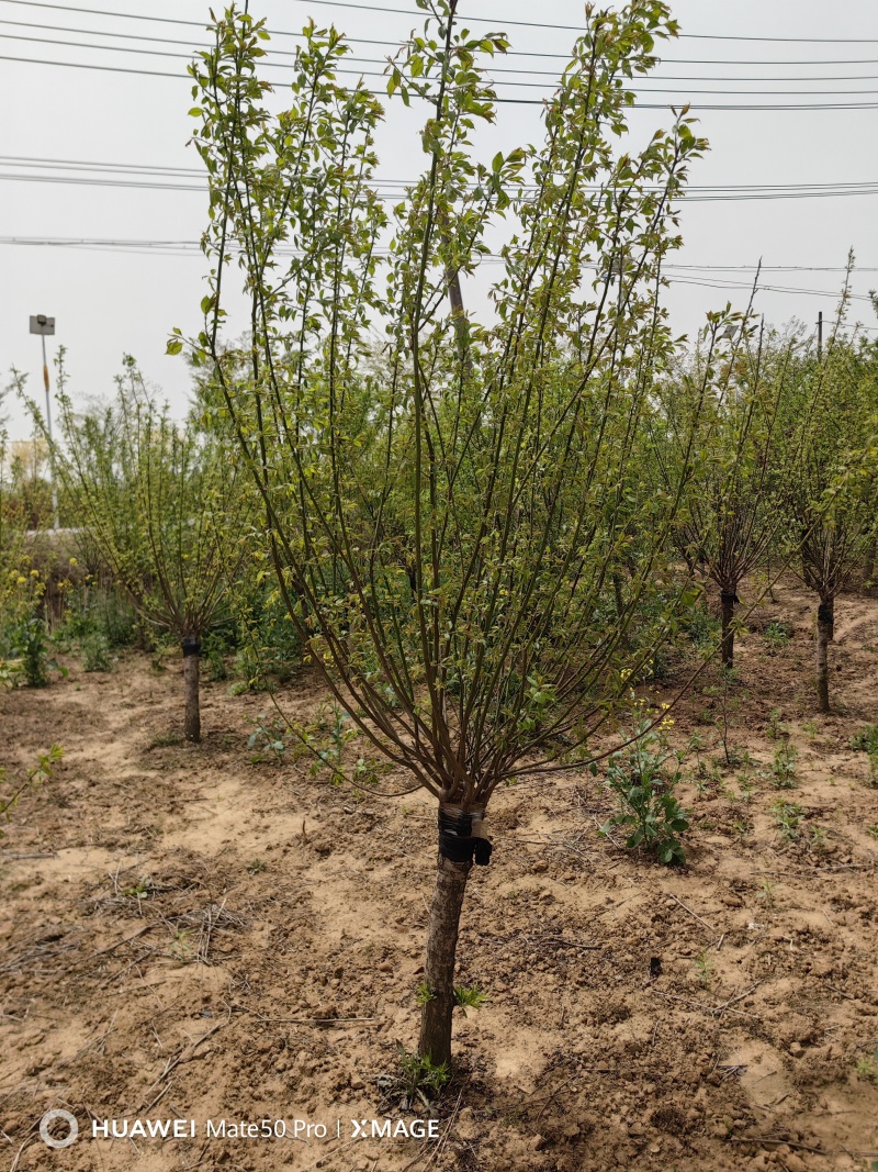 红梅基地，杯苗地苗，色泽鲜艳，植株健壮，各种规格齐全