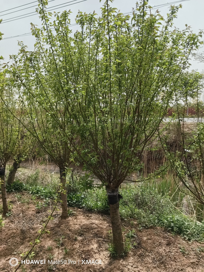 红梅基地，杯苗地苗，色泽鲜艳，植株健壮，各种规格齐全