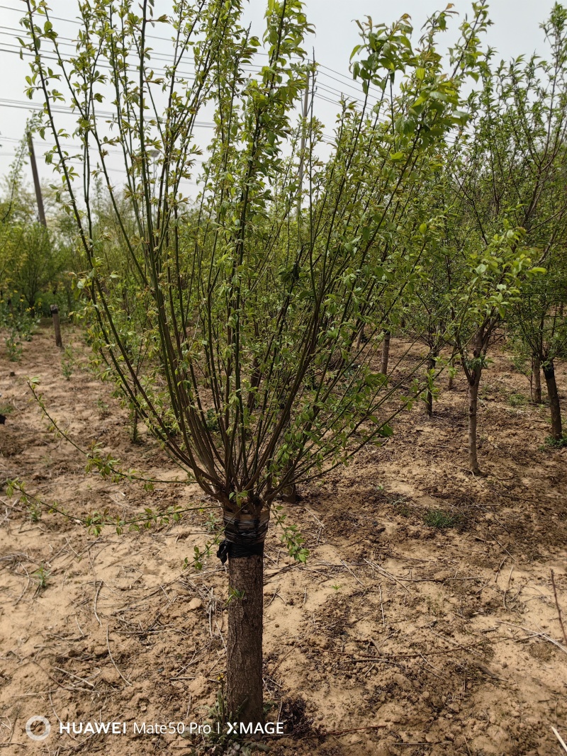 红梅基地，杯苗地苗，色泽鲜艳，植株健壮，各种规格齐全