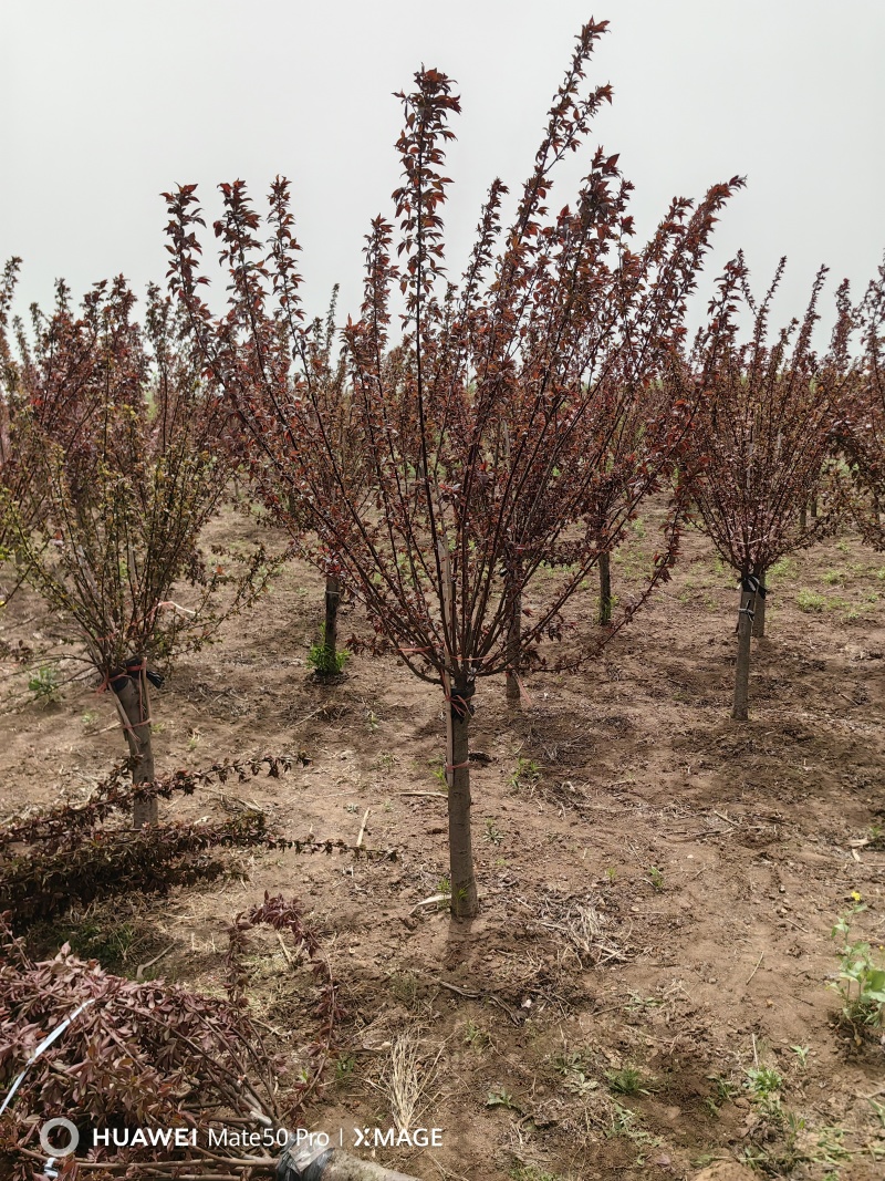 美人梅基地，色泽鲜艳，植株健壮，各种规格齐全