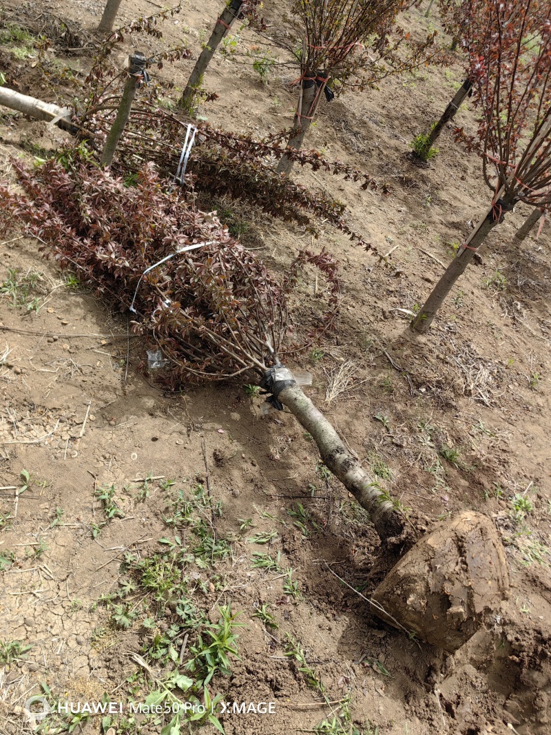 美人梅基地，色泽鲜艳，植株健壮，各种规格齐全