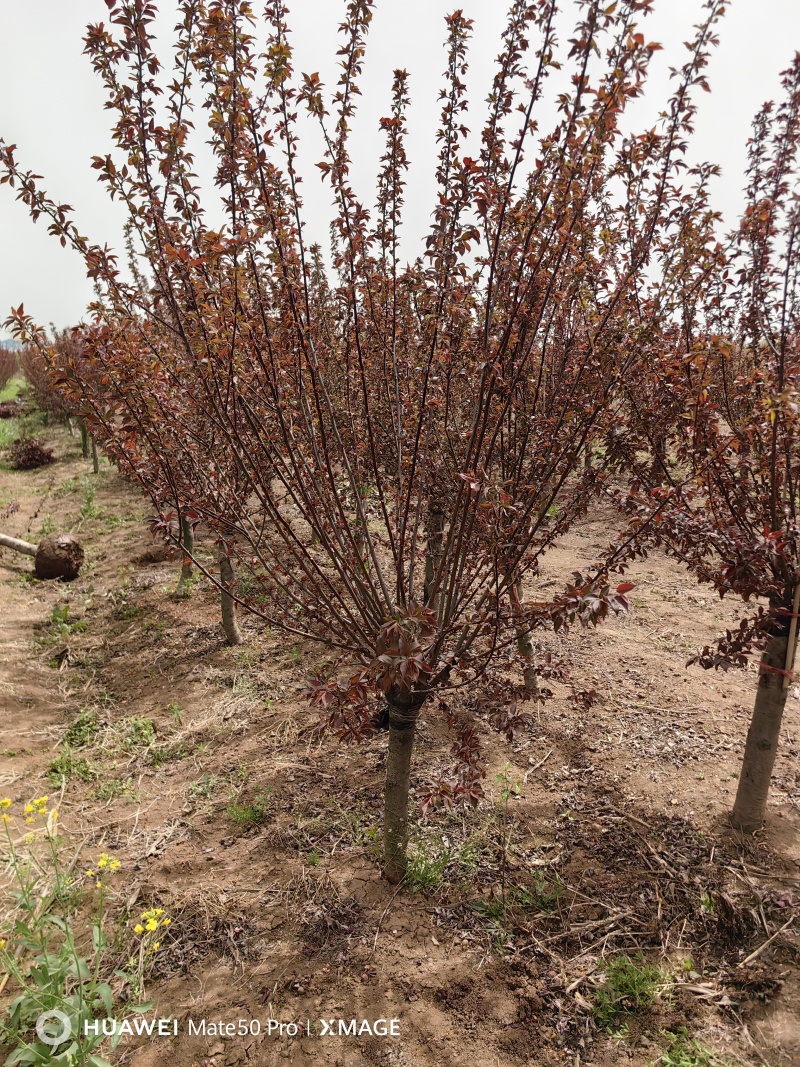 美人梅基地，色泽鲜艳，植株健壮，各种规格齐全