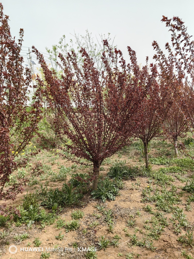 美人梅基地，色泽鲜艳，植株健壮，各种规格齐全