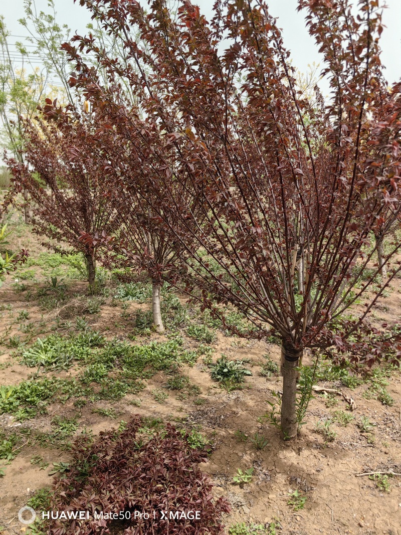 美人梅基地，色泽鲜艳，植株健壮，各种规格齐全
