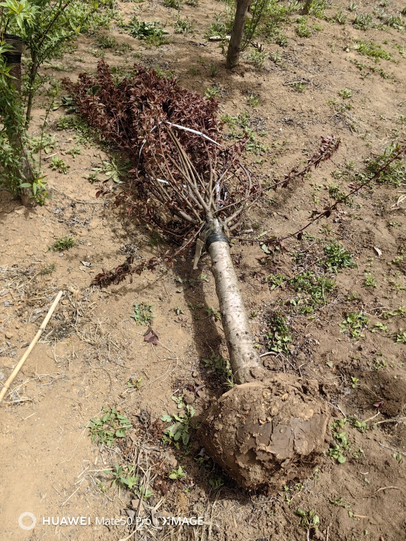 美人梅基地，色泽鲜艳，植株健壮，各种规格齐全