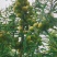 橄榄