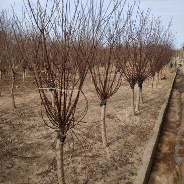 榆叶梅基地，杯苗地苗，色泽鲜艳，植株健壮，各种规格齐全