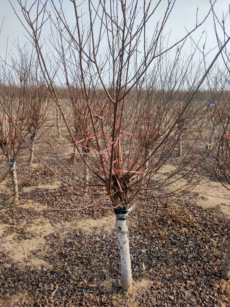 榆叶梅基地，杯苗地苗，色泽鲜艳，植株健壮，各种规格齐全