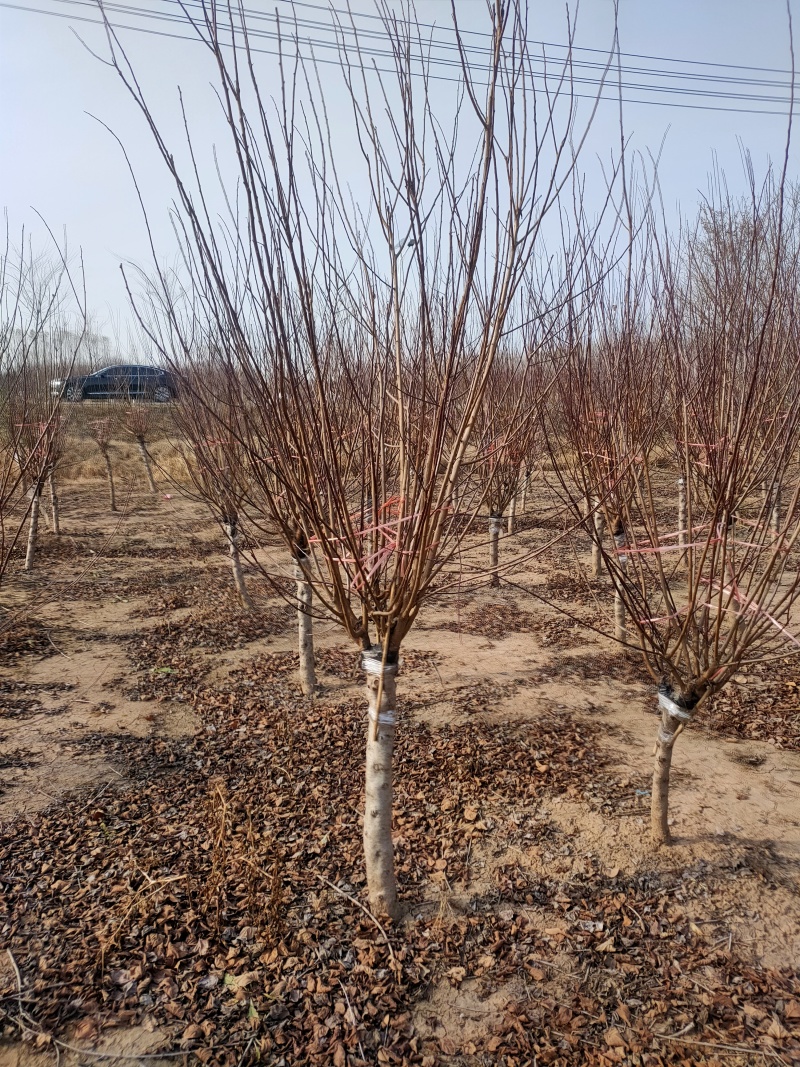 榆叶梅基地，杯苗地苗，色泽鲜艳，植株健壮，各种规格齐全