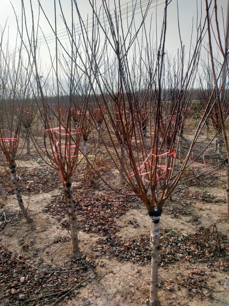 榆叶梅基地，杯苗地苗，色泽鲜艳，植株健壮，各种规格齐全