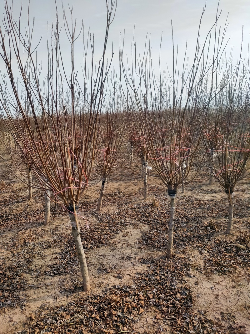 榆叶梅基地，杯苗地苗，色泽鲜艳，植株健壮，各种规格齐全