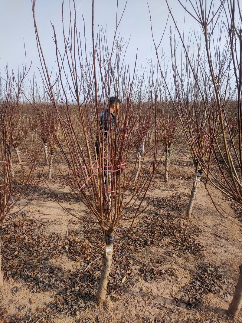 榆叶梅基地，杯苗地苗，色泽鲜艳，植株健壮，各种规格齐全