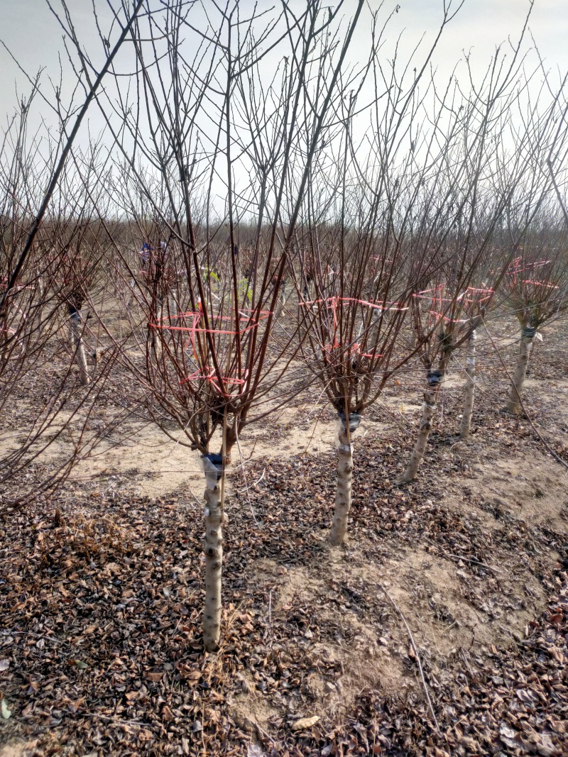 榆叶梅基地，杯苗地苗，色泽鲜艳，植株健壮，各种规格齐全