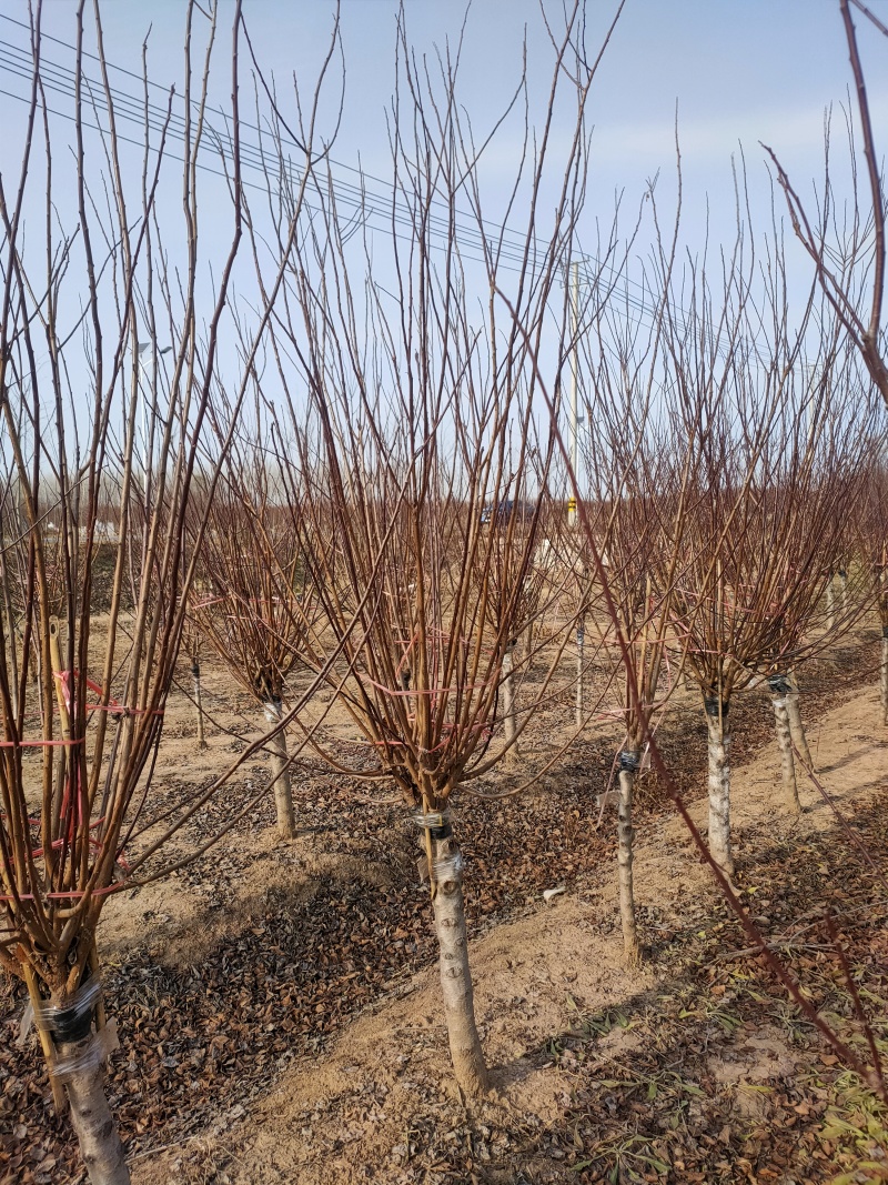 榆叶梅基地，杯苗地苗，色泽鲜艳，植株健壮，各种规格齐全