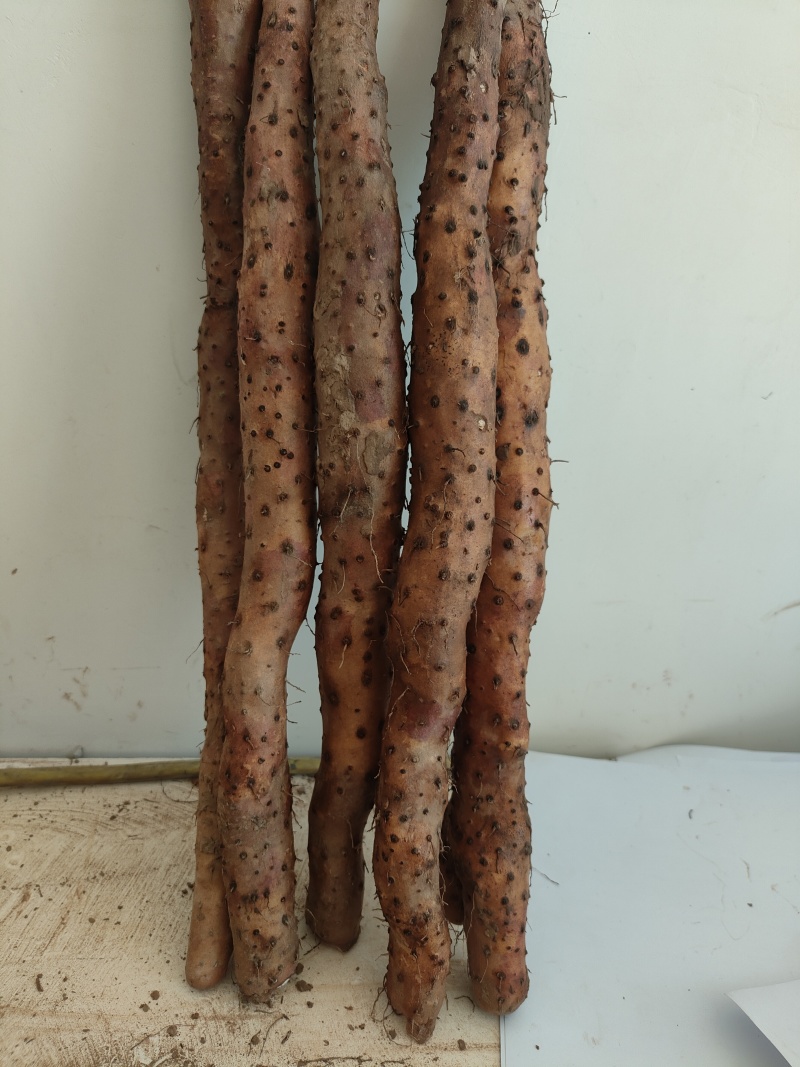 正宗垆土铁棍山药，货量充足，现挖现发，品质佳，欢迎咨询