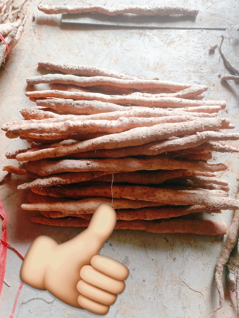 正宗垆土铁棍山药，货量充足，现挖现发，品质佳，欢迎咨询