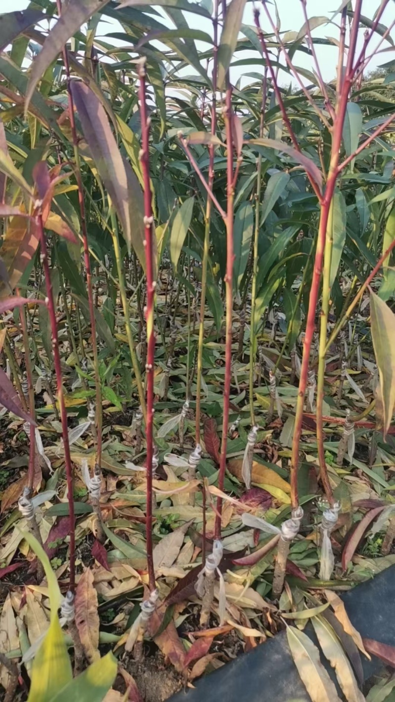 青叶桃花青叶大红桃花苗