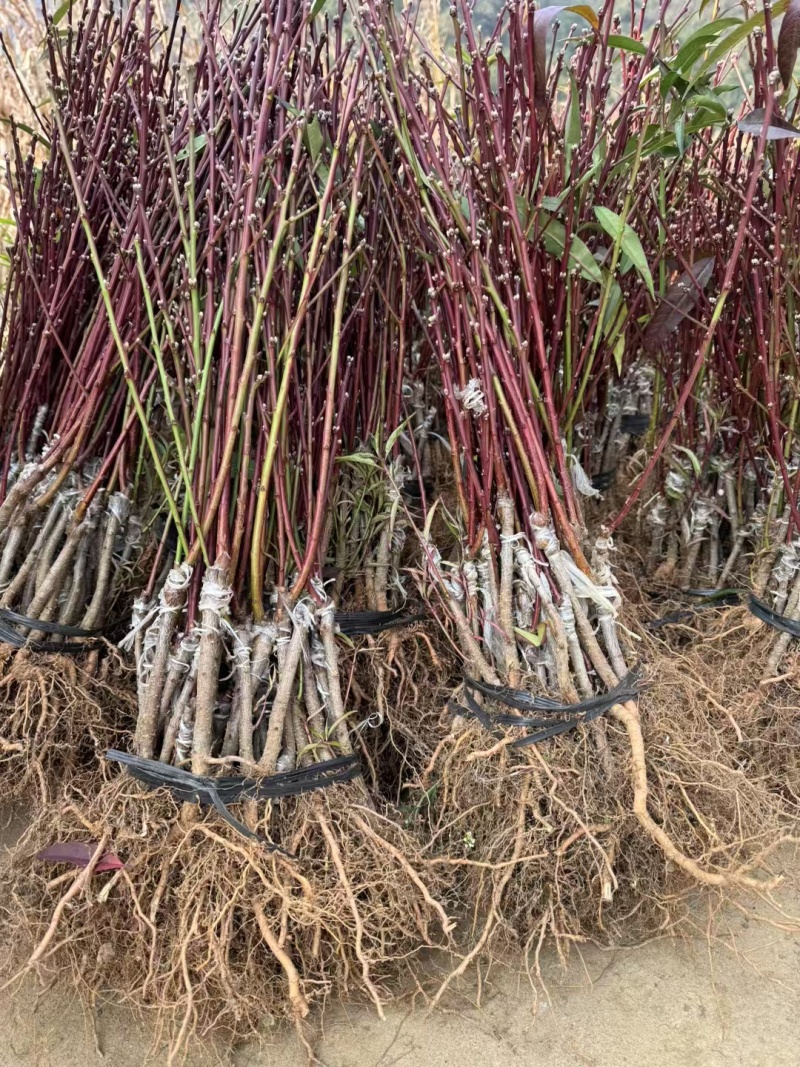 青叶桃花青叶大红桃花苗