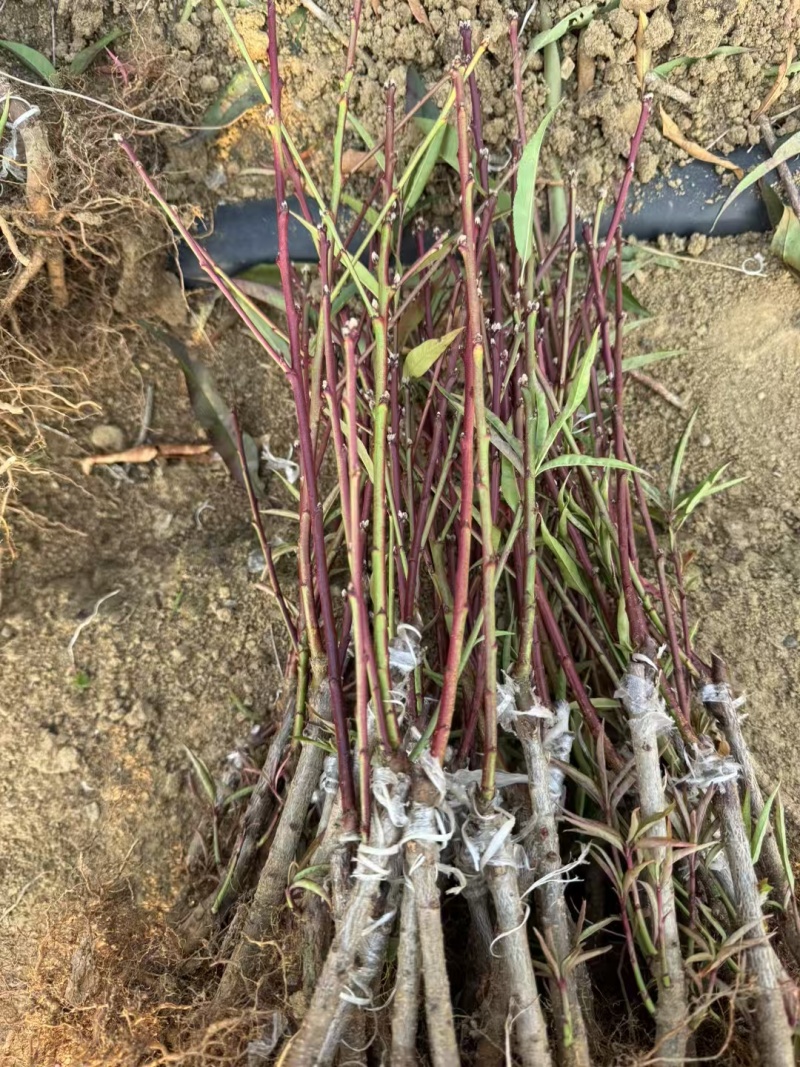 青叶桃花青叶大红桃花苗
