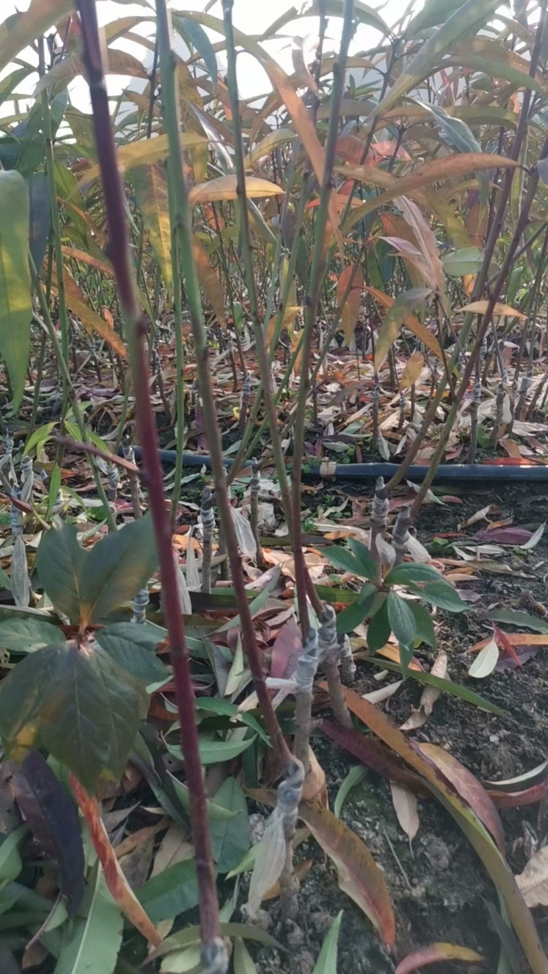 青叶桃花青叶大红桃花苗