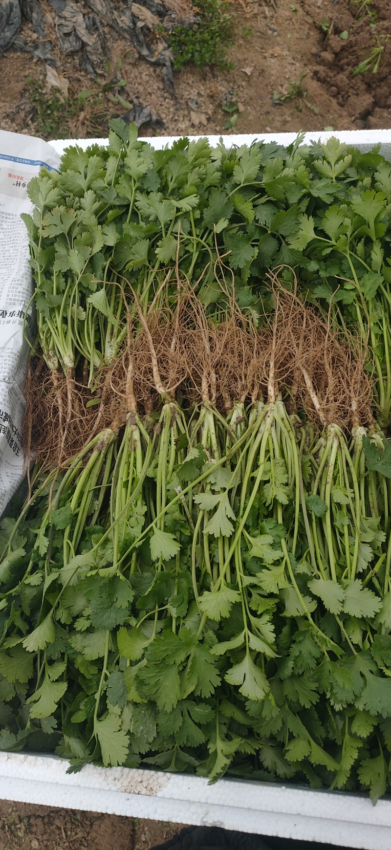 20-30精品香菜价格美丽量大