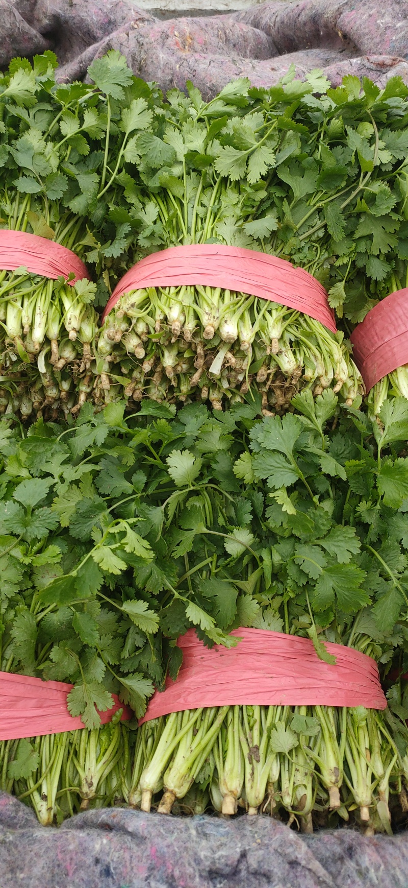 20-30精品香菜价格美丽量大