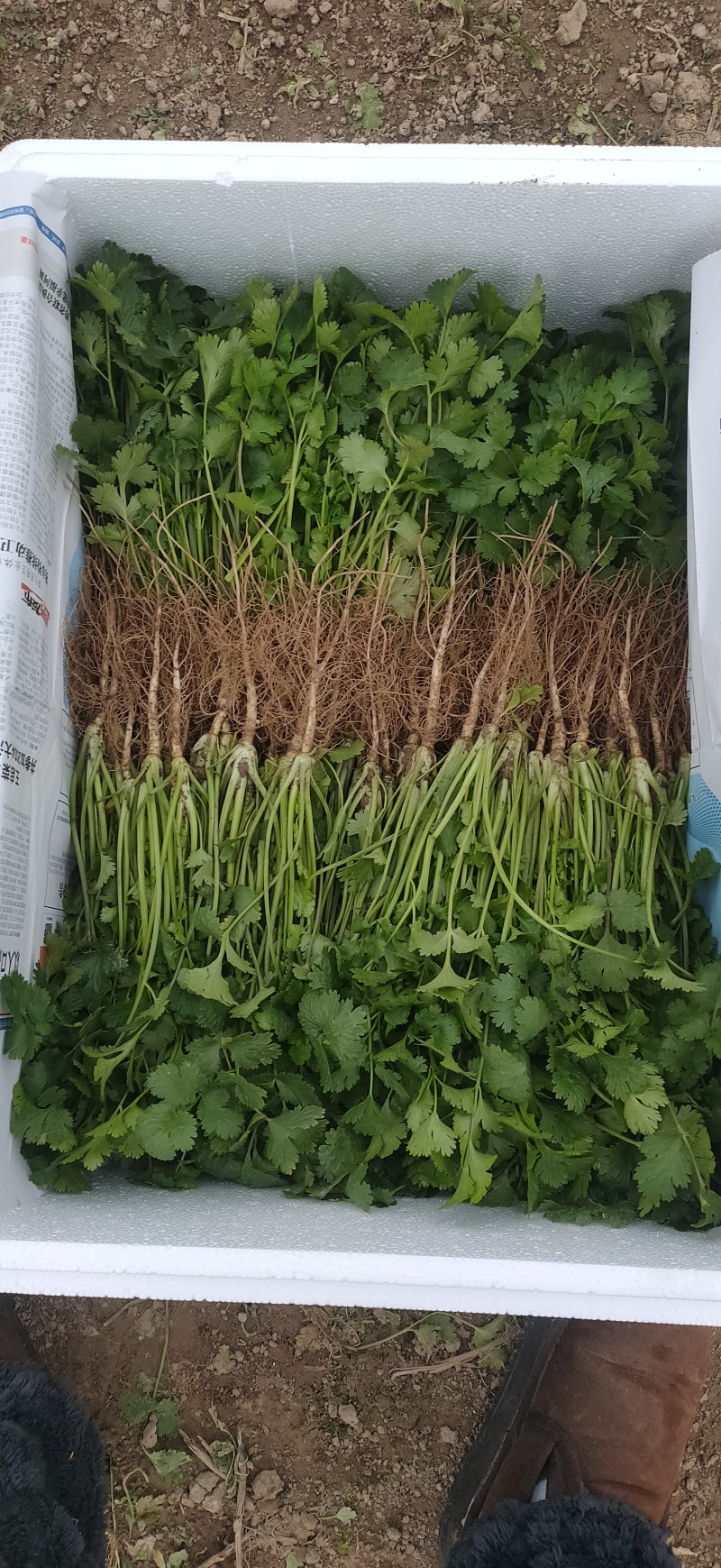 20-30精品香菜价格美丽量大