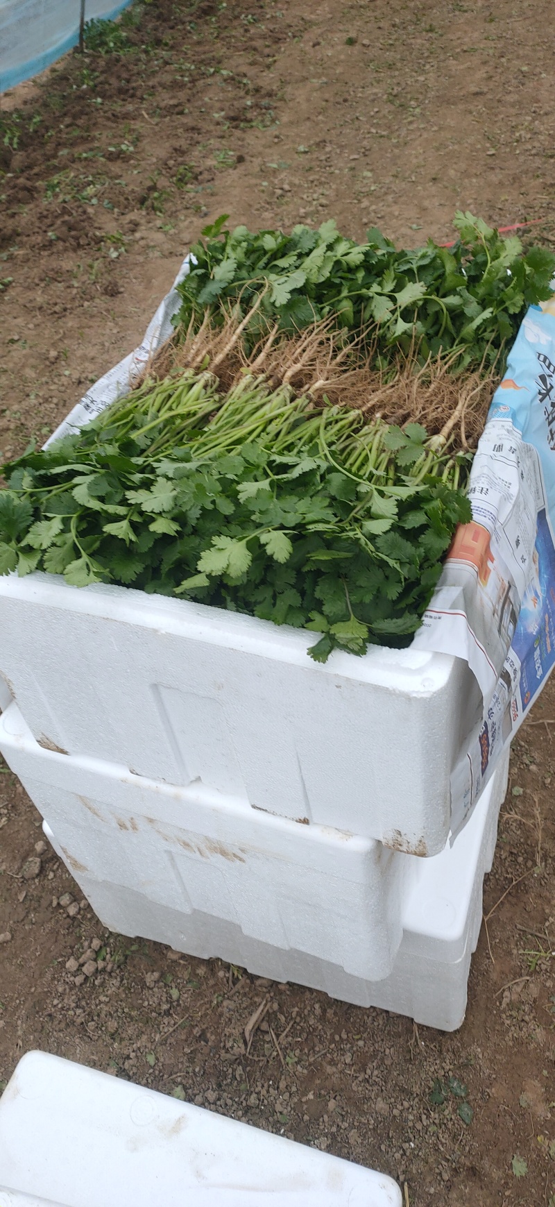 20-30精品香菜价格美丽量大