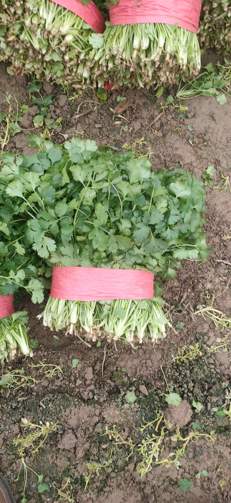 20-30精品香菜价格美丽量大