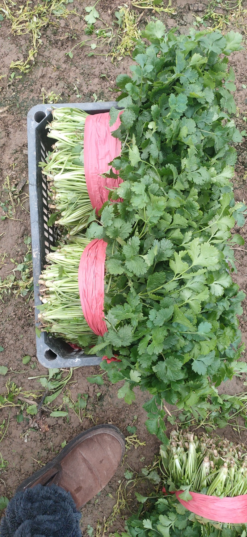 20-30精品香菜价格美丽量大