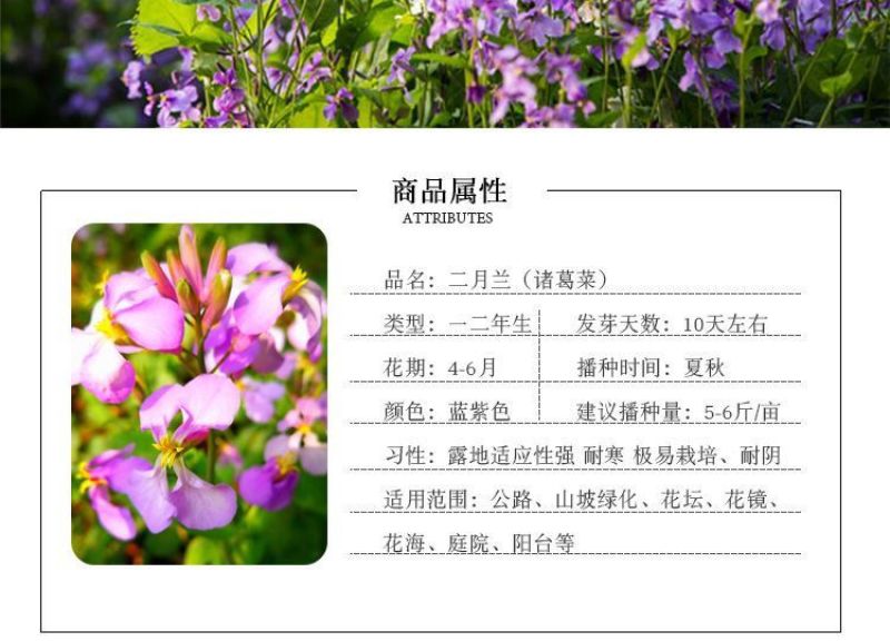 二月兰厂家货源批发价格全国发货价格便宜欢迎下单咨询