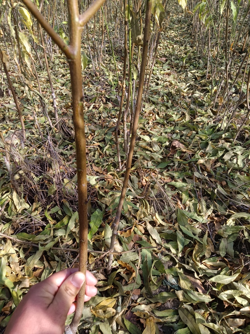 出售桃树苗，毛桃树苗，嫁接苗。占地苗，品种桃苗。