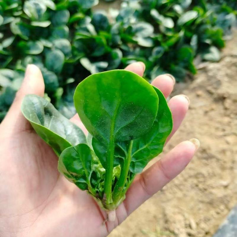 【热卖】趴地菠菜，一手货源，质量保证，欢迎新老客户采购
