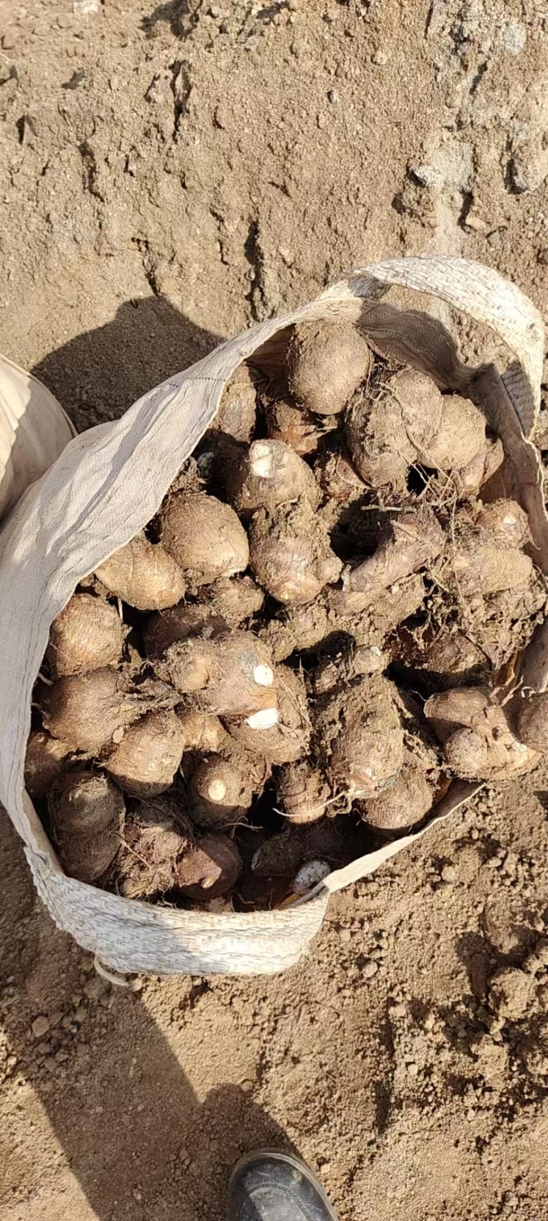 精品毛芋头一手货源产地直发量大从优质量保证欢迎咨询