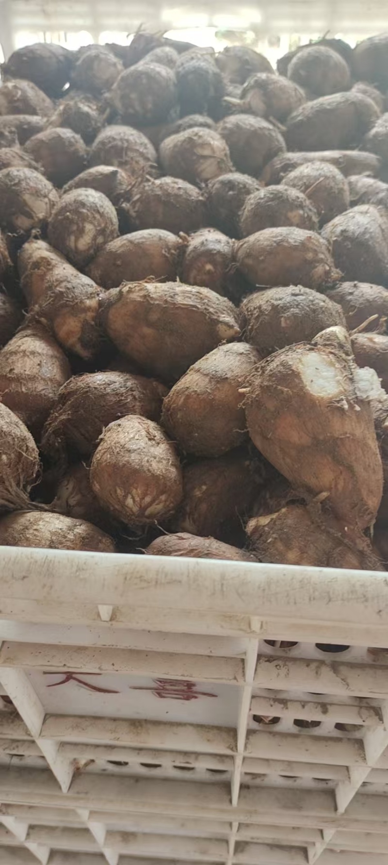 精品毛芋头一手货源产地直发量大从优质量保证欢迎咨询
