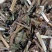 荆芥各种中药材大全需要的放心下单