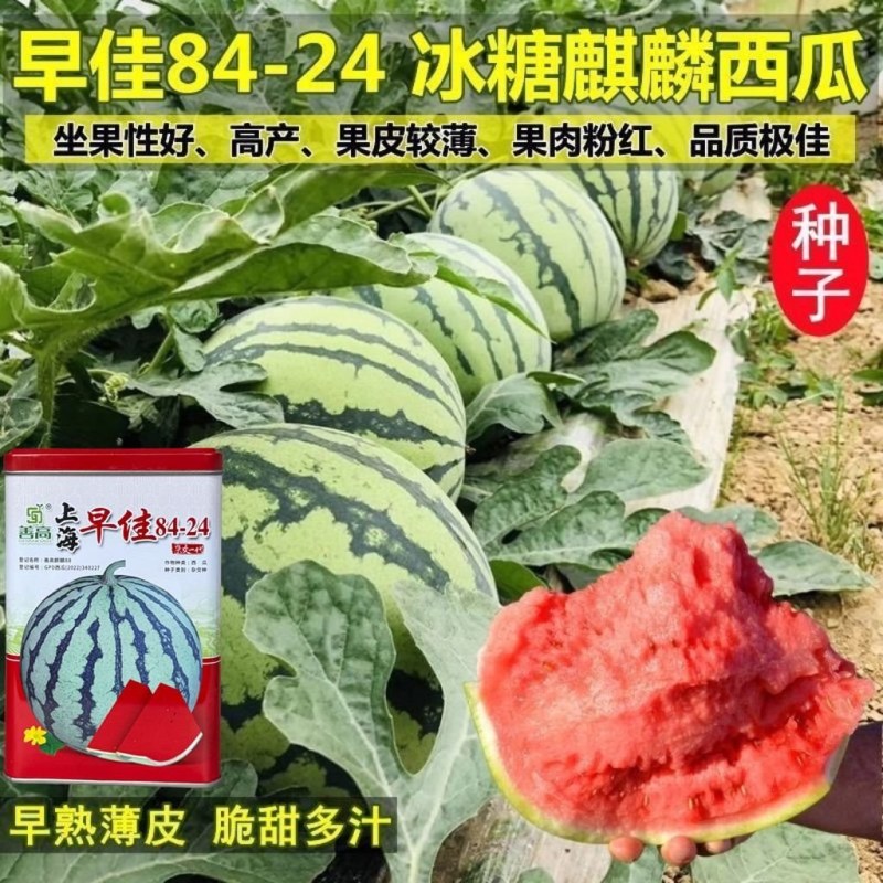 善高早佳8424西瓜种子麒麟西瓜种籽无籽早熟高产薄皮冰糖