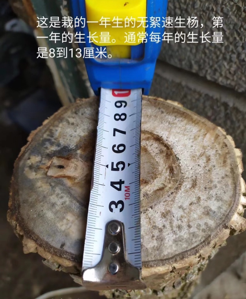 无絮速生杨树苗优质杨树苗苗场直发提供技术支持全国发货