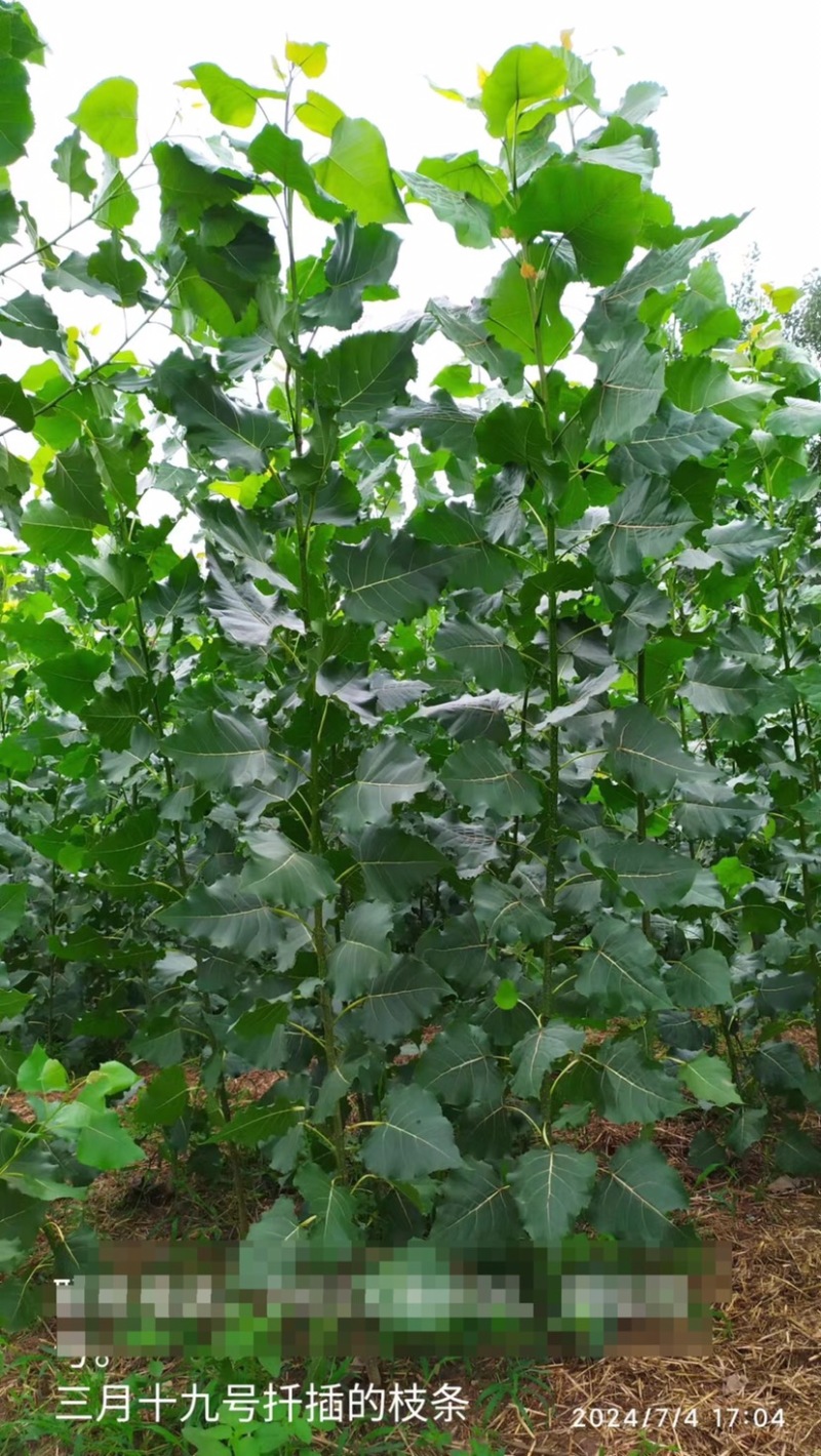 无絮速生杨树苗优质杨树苗苗场直发提供技术支持全国发货