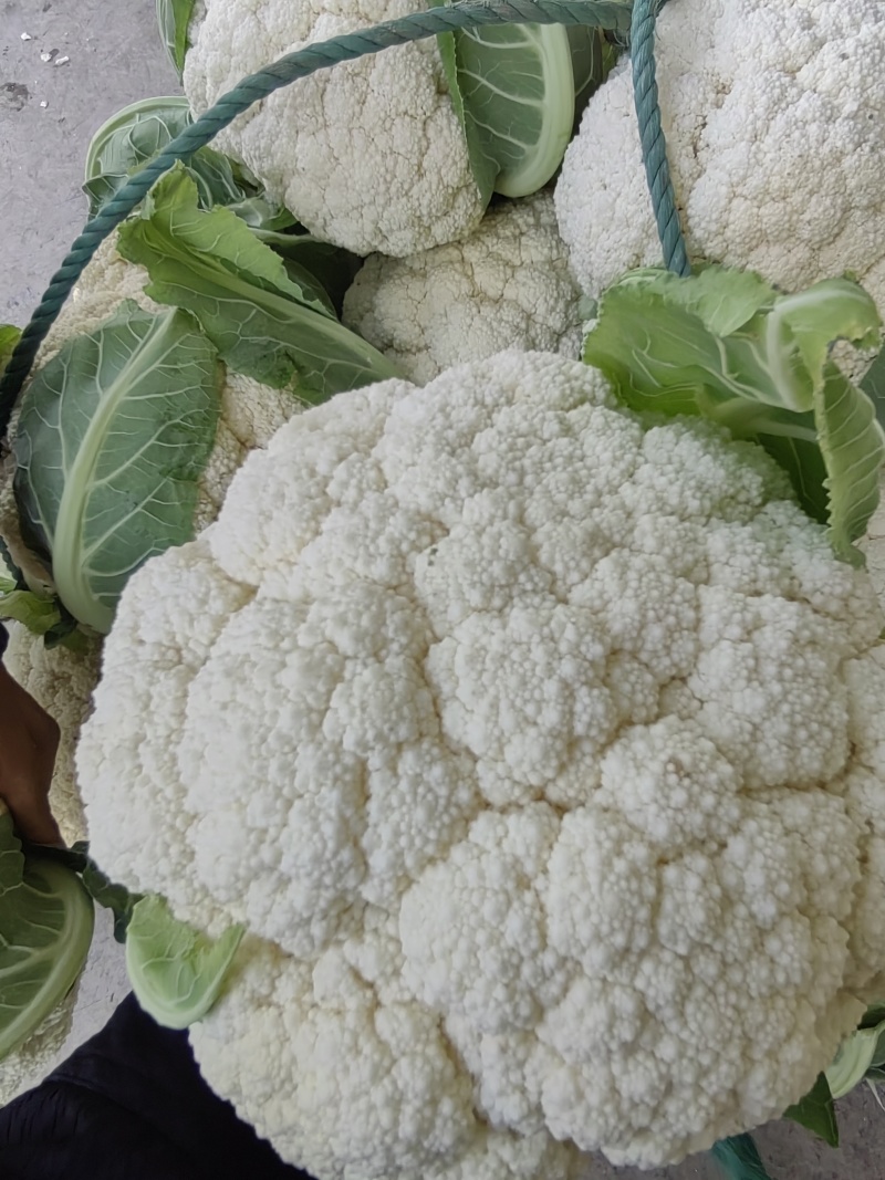 精品小米有机花菜大量上市中，有需要的新老客户请联系！