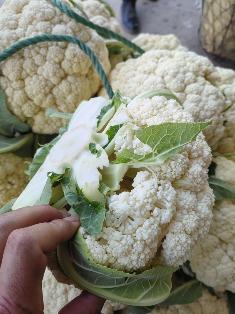 精品小米有机花菜大量上市中，有需要的新老客户请联系！