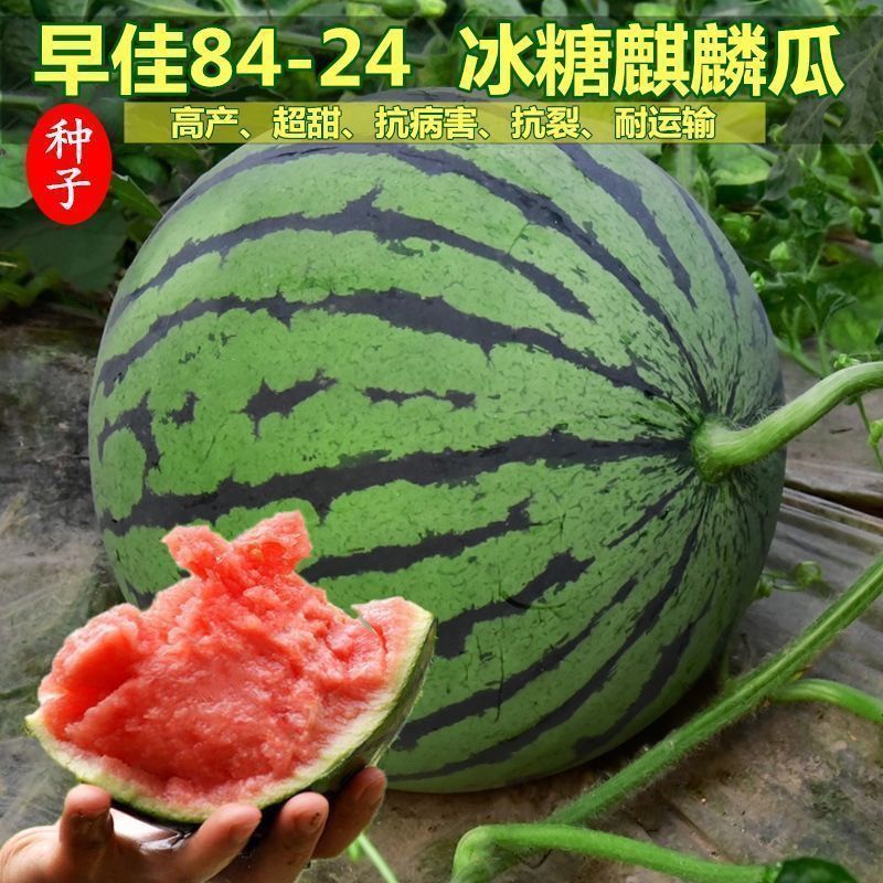 善高早佳8424西瓜种子麒麟西瓜种籽无籽早熟高产薄皮冰糖