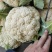 精品小米有机花菜大量上市中，有需要的新老客户请联系！